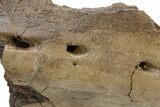 Fossil Dinosaur (Triceratops) Jaw Section - Wyoming #382560-4